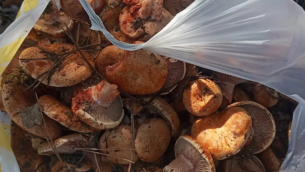 Ankara'da kanlıca mantarı hasadı başladı