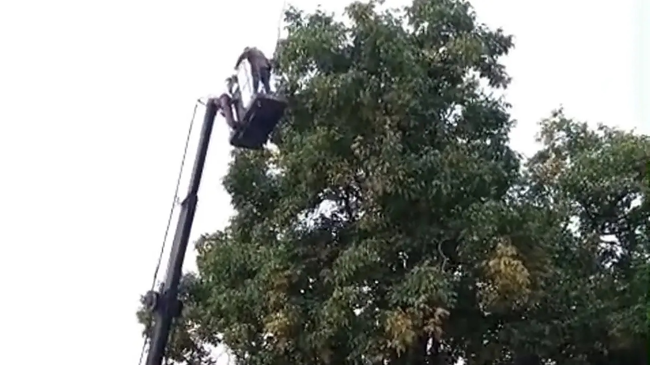 Doski Vadisi’nde vinçle ceviz hasadı yapıldı