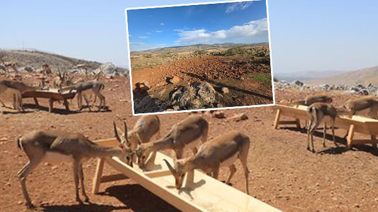 Dağ ceylanının alanına tarla açtı kâbusu yaşadı