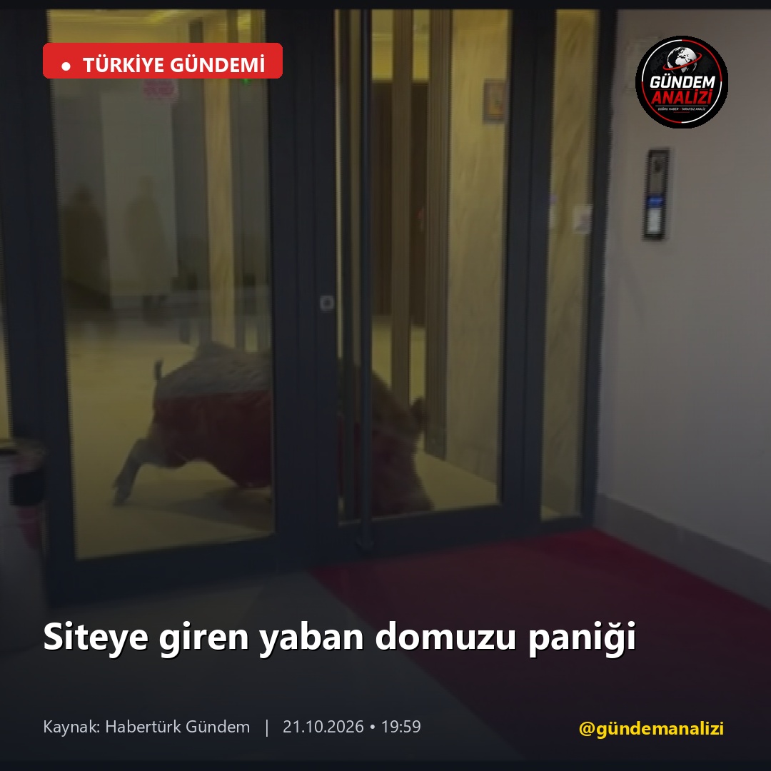 Siteye giren yaban domuzu paniği